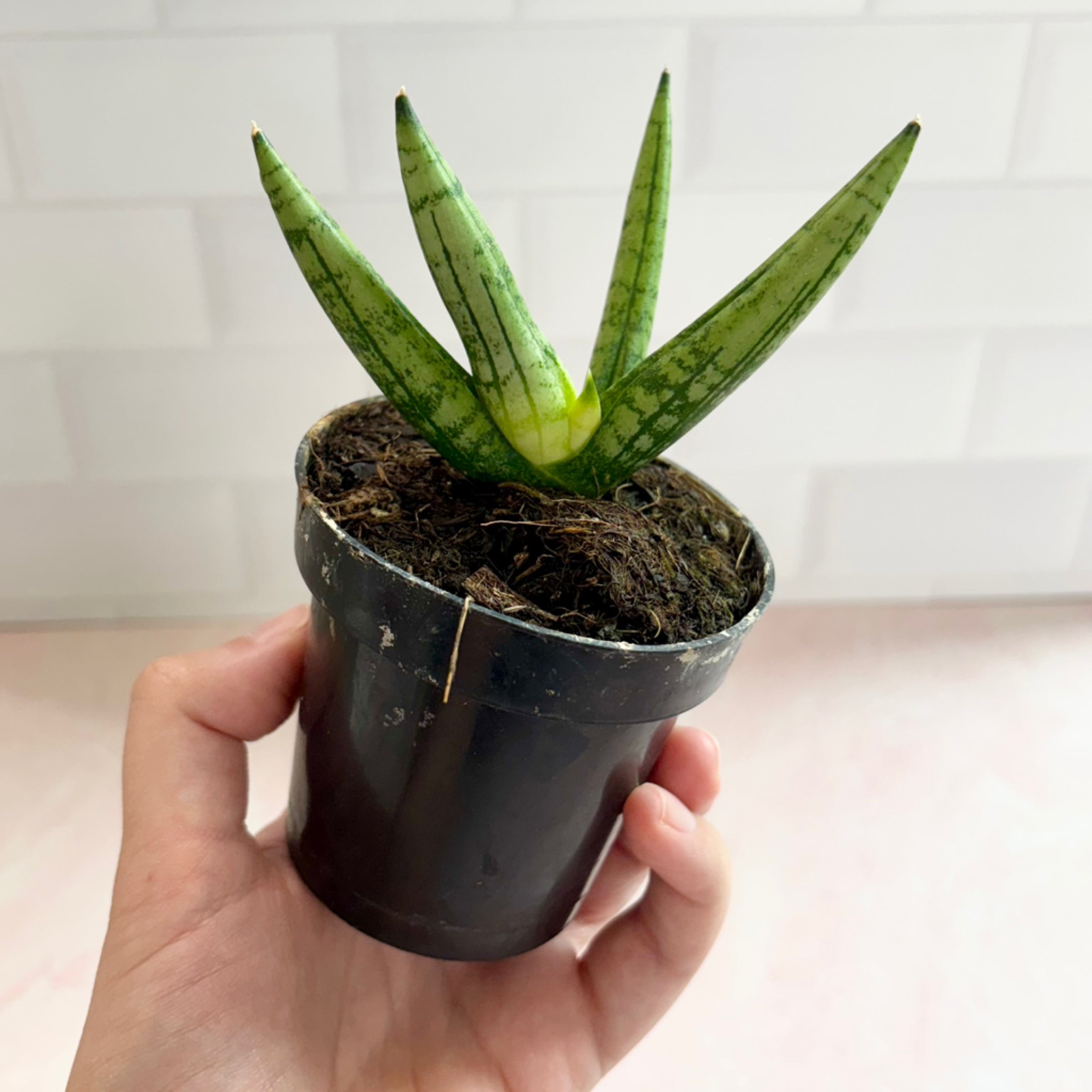 black ceramic plant pots Black Carved Pottery Cache Pots main image 1