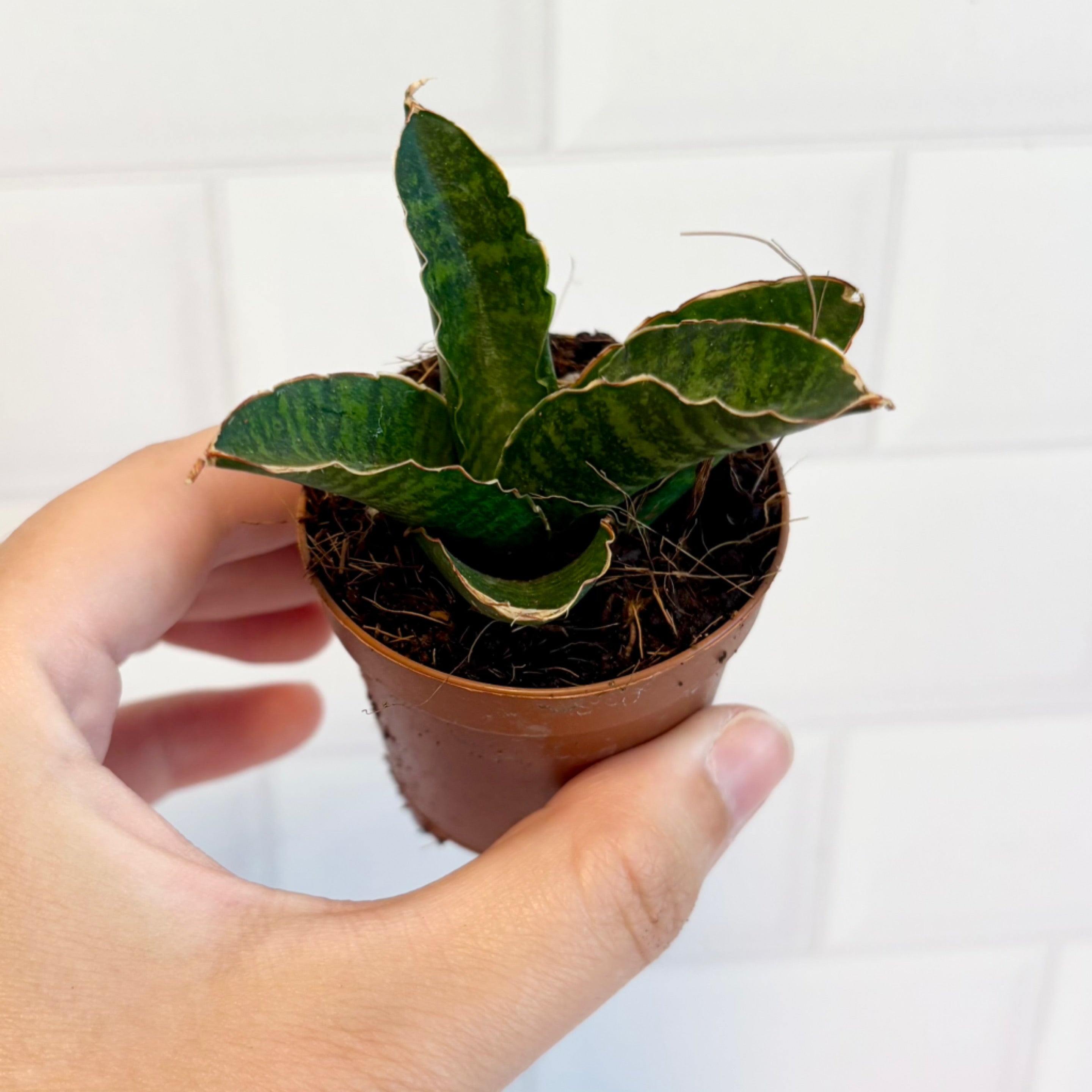 Sansevieria 'Marsha Anjani' 2 | Bee's Cr3ations
